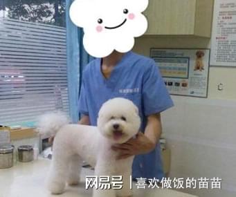 金沙乐娱场app下载你知道你家“比熊犬”几岁了吗？附赠狗狗年龄对照表请查收(图6)