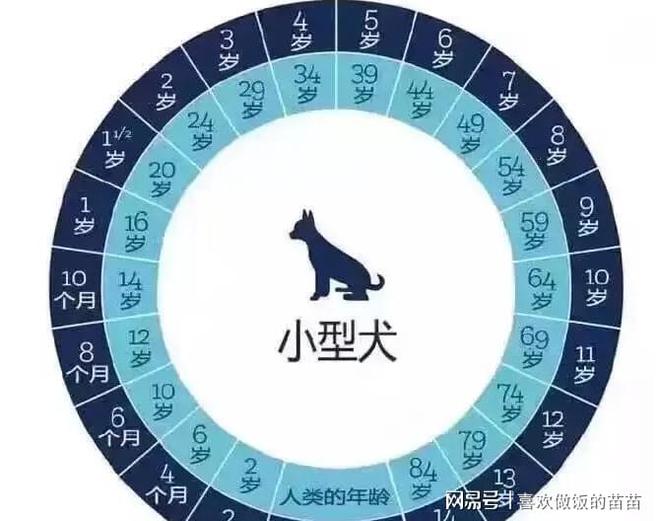 金沙乐娱场app下载你知道你家“比熊犬”几岁了吗？附赠狗狗年龄对照表请查收(图1)